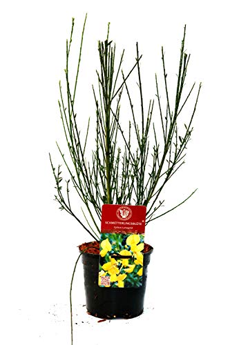 Edelginster 'Luna' Cytisus scoparius im Topf gewachsen ca. 40-60cm von PlantaPro