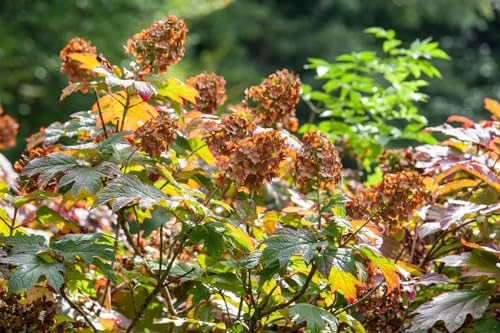 Eichenblatt-Hortensie 'Amethyst' C5, 40-60cm - Winterhart, Blütensträucher für Garten & Terrasse von PlantaPro
