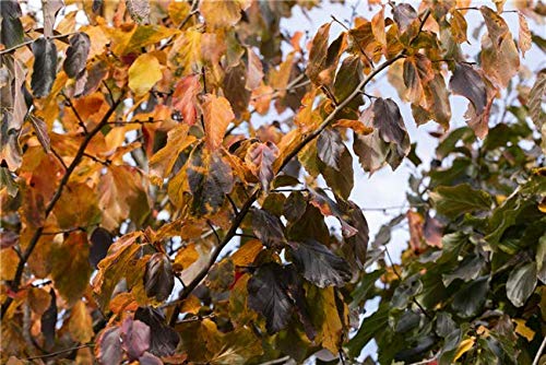 Eisenbaum Parrotia persica im Topf gewachsen ca. 60-80cm von PlantaPro