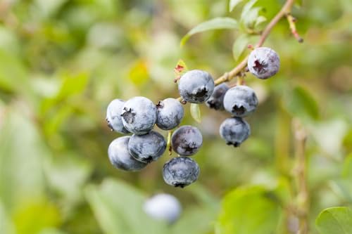 Vaccinium corymbosum 'Elisabeth' 40-60 cm - Heidelbeere, weiße Blüten, Blütezeit Mai, große süße Früchte, ideal für Naschgarten, winterhart und pflegeleicht von PlantaPro