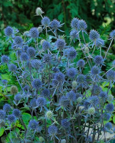 Eryngium planum 'Blauer Zwerg' ca. 9x9 cm Topf - Flachblatt-Mannstreu, stahlblaue Blüten, Blütezeit Juli-September, ideal für Rabatten, trockenheitsresistent, pflegeleicht Eryngium planum 'Blauer Zwerg' ca. 9x9 cm Topf - Flachblatt-Mannstreu, stahlblaue Blüten, Blütezeit Juli-September, ideal für Rabatten, trockenheitsresistent, pflegeleicht von PlantaPro