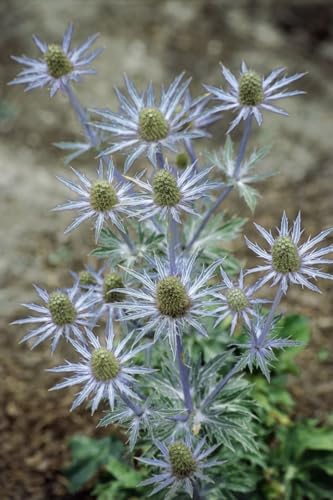 Eryngium planum ca. 9x9 cm Topf - Flachblatt-Mannstreu, stahlblaue Blüten, Blütezeit Juli-September, ideal für Rabatten, trockenheitsresistent, bienenfreundlich Eryngium planum ca. 9x9 cm Topf - Flachblatt-Mannstreu, stahlblaue Blüten, Blütezeit Juli-September, ideal für Rabatten, trockenheitsresistent, bienenfreundlich von PlantaPro