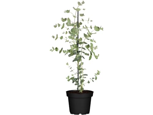 Eukalyptus 'Silver Dollar' 40-60 cm - Eucalyptus gunnii, winterhart & immergrün, für Garten & Topf von PlantaPro