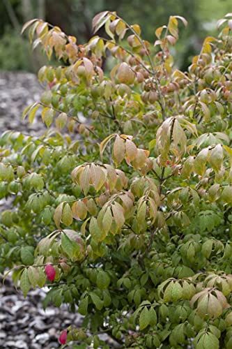 Euonymus alatus 'Compactus' 7,5 L 60-80 Korkflügelstrauch 'Compactus',winterhart, deutsche Baumschulqualität, im Topf für optimales anwachsen von PlantaPro