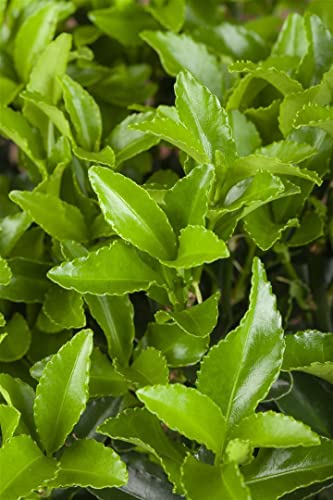 Euonymus fortunei radicans P 0,5 15. 10- Immergrüne Kriechspindel,winterhart, deutsche Baumschulqualität, im Topf für optimales anwachsen von PlantaPro