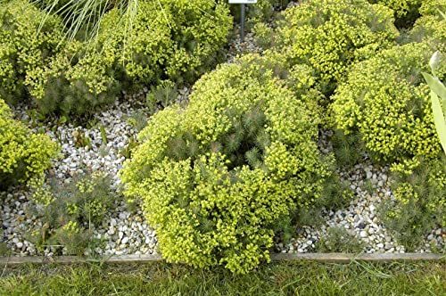 Euphorbia cyparissias 'Fens Ruby' P 0,5 Garten-Zypressen-Wolfsmilch 'Fens Ruby',winterhart, deutsche Baumschulqualität, im Topf für optimales anwachsen von PlantaPro