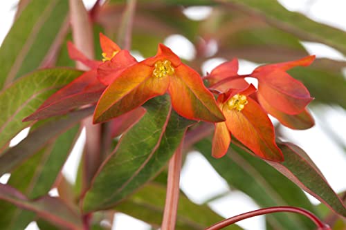 Euphorbia griffithii 'Fireglow' P 1 Garten-Wolfsmilch 'Fireglow',winterhart, deutsche Baumschulqualität, im Topf für optimales anwachsen von PlantaPro