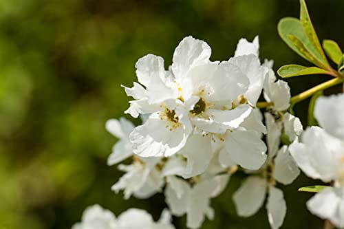 Exochorda racemosa 'Magical Springtime' -R- 5L 60-80 Sparrige Prunkspiere 'Magical Springtime',winterhart, deutsche Baumschulqualität, im Topf für optimales anwachsen von PlantaPro