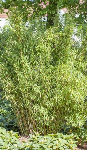 Fargesia murieliae 'Standing Stone' - Winterharter Bambus, 80-100cm, C15+20, Schnellwachsend, Garten & Terrasse von PlantaPro