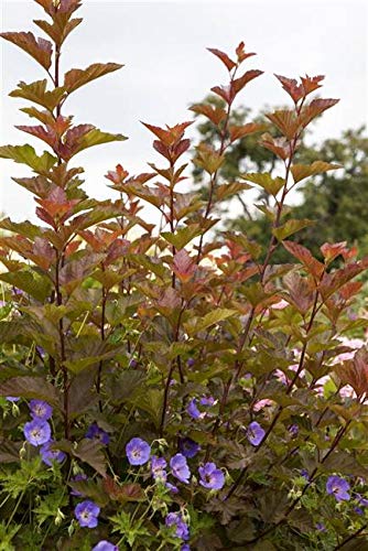 Fasanenspiere Physocarpus opulifolius 'Lady in Red' -R- im Topf gewachsen ca. 60-100cm von PlantaPro