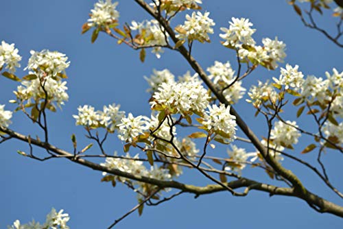 Felsenbirne 'Ballerina' Amelanchier ca. 60-100cm im Topf gewachsen von PlantaPro