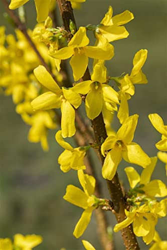 Forsythia 'Lynwood Gold' 5L 60-80 Forsythie 'Lynwood Gold',winterhart, deutsche Baumschulqualität, im Topf für optimales anwachsen von PlantaPro