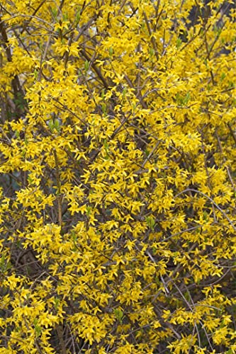 Forsythia 'Minigold' 5 L 60-80 Forsythie 'Minigold',winterhart, deutsche Baumschulqualität, im Topf für optimales anwachsen von PlantaPro