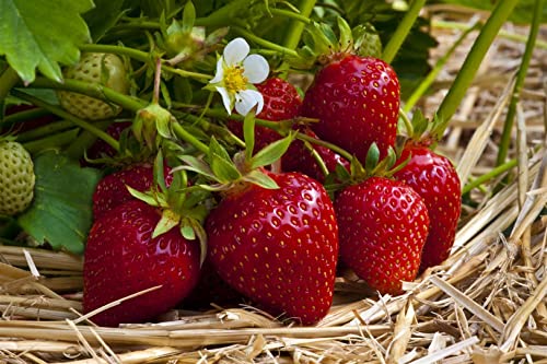 Fragaria vesca 'Ostara' P 0,5 Garten-Monats-Erdbeere 'Ostara',winterhart, deutsche Baumschulqualität, im Topf für optimales anwachsen von PlantaPro