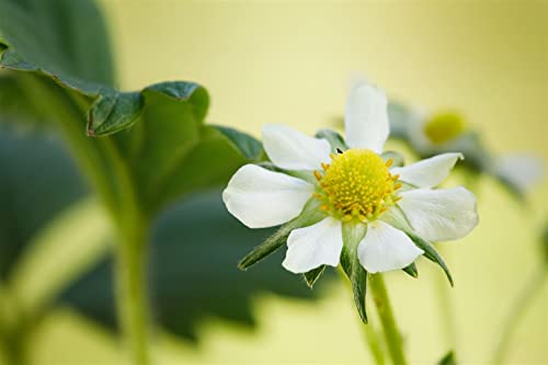 Fragaria x ananassa 'Elan F1' P 0,5 Erdbeere 'Elan',winterhart, deutsche Baumschulqualität, im Topf für optimales anwachsen von PlantaPro