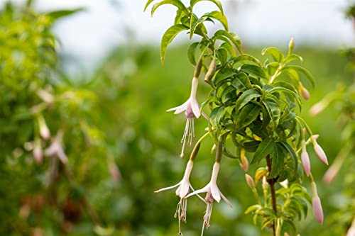 Fuchsia magellanica var.alba P 0,5 Garten-Fuchsie 'Alba',winterhart, deutsche Baumschulqualität, im Topf für optimales anwachsen von PlantaPro