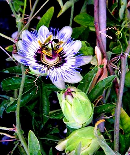 Future Exotics Passionsblume Passiflora caerulea winterhart im Topf von PlantaPro