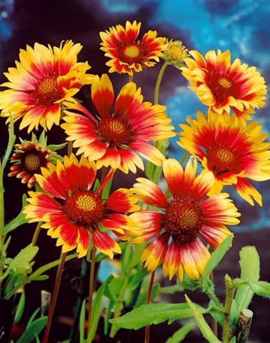 Gaillardia x grandiflora 'Bremen' - Kokardenblume, Winterhart & Mehrjährig, Blütenpracht Rot-Gelb, Pflanztopf 0,5L von PlantaPro