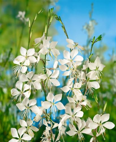 Gaura lindheimerii 'Whirling Butterflies' - Prachtgaura, 0,5L Topf, Weiße Blüten, Sommerblüher, Pflegeleicht, Gartenstaude von PlantaPro