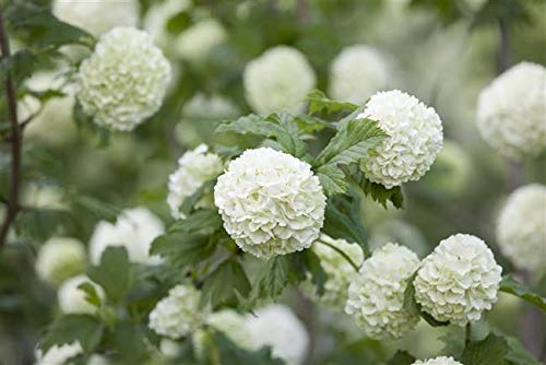 Gefüllter Schneeball Viburnum opulus 'Roseum' im Topf gewachsen ca. 60-100cm von PlantaPro