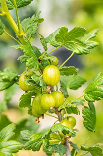 Gelbe, Rote oder Grüne Stachelbeere Beerenobst Gartenpflanze Ribes uva-crispa als Busch ca. 40-60cm (gelb) von PlantaPro