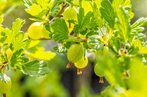 Gelbe, Rote oder Grüne Stachelbeere Beerenobst Gartenpflanze Ribes uva-crispa als Busch ca. 40-60cm (grün) von PlantaPro