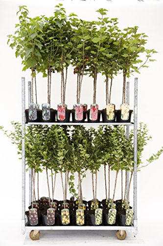 Gelbe, Rote oder Grüne Stachelbeere Beerenobst Gartenpflanze Ribes uva-crispa auf Stamm veredelt (Hinnonmäki grün - 90cm) von PlantaPro