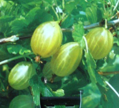 Gelbe Stachelbeere Hinnomäki Busch 3 Liter Pflanzcontainer 3-4 Triebe von PlantaPro
