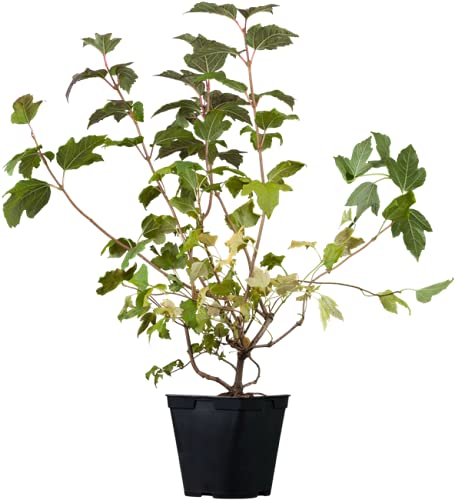 Gemeiner Schneeball Viburnum opulus im Topf gewachsen ca. 60-100cm von PlantaPro