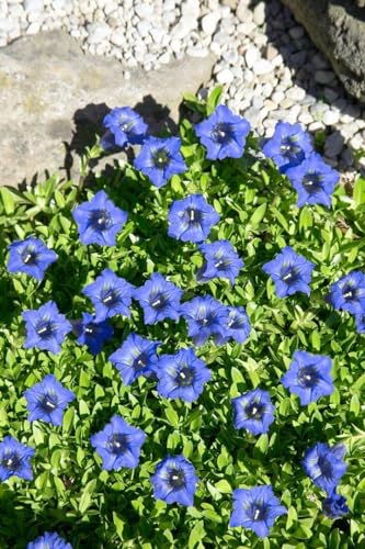 Gentiana dahurica Pflanze 0,5L - Winterharte Enzian Staude, Blaue Blüten, Sonne-Halbschatten, Alpin von PlantaPro