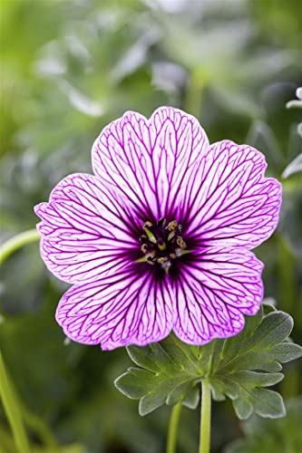 Geranium cinereum 'Ballerina' P 0,5 Aschgrauer Garten-Storchschnabel 'Ballerina',winterhart, deutsche Baumschulqualität, im Topf für optimales anwachsen von PlantaPro