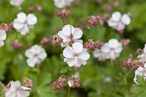 Geranium macrorrhizum 'Spessart' ca. 9x9 cm Topf - Balkan-Storchschnabel, weiße Blüten, Blütezeit Mai-Juni, bodendeckend, pflegeleicht, bienenfreundlich von PlantaPro