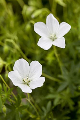 Geranium sanguineum 'Album' ca. 9x9 cm Topf - Blut-Storchschnabel, weiße Blüten, Blütezeit Mai-August, ideal für Steingärten, pflegeleicht und winterhart von PlantaPro