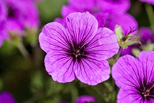 Geranium sanguineum P12 - Blutroter Storchschnabel, Winterhart & Pflegeleicht, Sonnenliebende Bodendecker Staude, 12cm Topf von PlantaPro