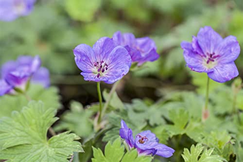 Geranium wallichianum 'Rozanne' -R- ca. 11x11 cm Topf - Storchschnabel, violett-blaue Blüten, Blütezeit Juni-Oktober, ideal für Beete und Kübel, pflegeleicht Geranium wallichianum 'Rozanne' -R- ca. 11x11 cm Topf - Storchschnabel, violett-blaue Blüten, Blütezeit Juni-Oktober, ideal für Beete und Kübel, pflegeleicht von PlantaPro