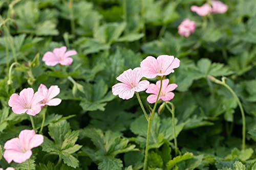 Geranium x oxonianum 'Wargrave Pink' P 0,5 Oxford-Garten-Storchschnabel 'Wargrave Pink',winterhart, deutsche Baumschulqualität, im Topf für optimales anwachsen von PlantaPro