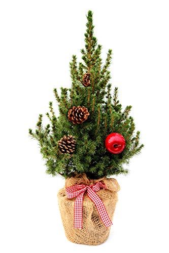 Geschmückter Weihnachtsbaum Außendekoration Zuckerhutfichte winterhart Picea glauca 'Conica' im Topf gewachsen (Jute mit Schleife 1 Apfel und 2 Zapfen 40-50cm) von PlantaPro