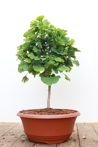 Ginkgo biloba 'Mariken' - Zwergfächerbaum, 30-40cm, C3 Topf, Robust & Pflegeleicht, Luftreinigend von PlantaPro