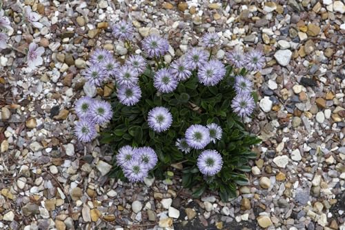 Globularia cordifolia ca. 9x9 cm Topf - Herzblättrige Kugelblume, blaue Blüten, Blütezeit Mai-Juli, ideal für Steingärten, winterhart, pflegeleicht Globularia cordifolia ca. 9x9 cm Topf - Herzblättrige Kugelblume, blaue Blüten, Blütezeit Mai-Juli, ideal für Steingärten, winterhart, pflegeleicht von PlantaPro