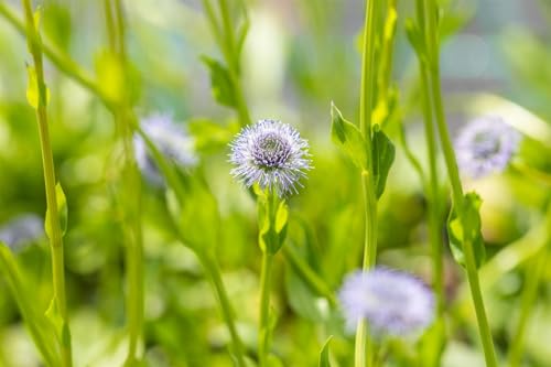 Globularia punctata ca. 9x9 cm Topf - Kugelblume, blaue Blüten, Blütezeit Mai-Juli, ideal für Steingärten, trockenheitsresistent, pflegeleicht Globularia punctata ca. 9x9 cm Topf - Kugelblume, blaue Blüten, Blütezeit Mai-Juli, ideal für Steingärten, trockenheitsresistent, pflegeleicht von PlantaPro