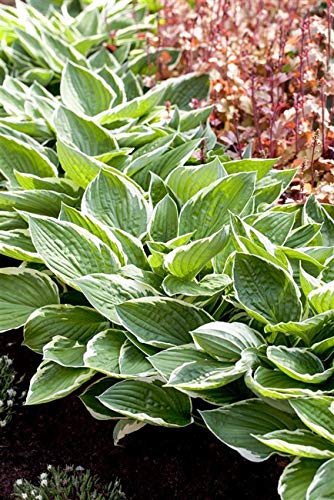 Goldrand-Garten-Funkie Hosta fortunei 'Patriot' Garten Hosta im Topf gewachsen von PlantaPro