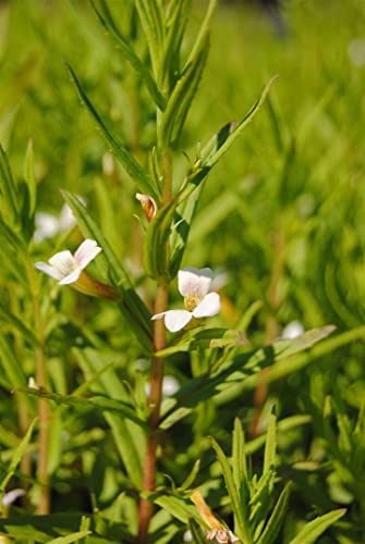 Gratiola officinalis ca. 9x9 cm Topf - Gottesgnadenkraut, zarte weiße Blüten, Blütezeit Mai-August, ideal für feuchte Standorte, pflegeleicht Gratiola officinalis ca. 9x9 cm Topf - Gottesgnadenkraut, zarte weiße Blüten, Blütezeit Mai-August, ideal für feuchte Standorte, pflegeleicht von PlantaPro