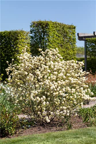 Großer Federbuschstrauch Fothergilla major im Topf gewachsen ca. 30-40cm von PlantaPro