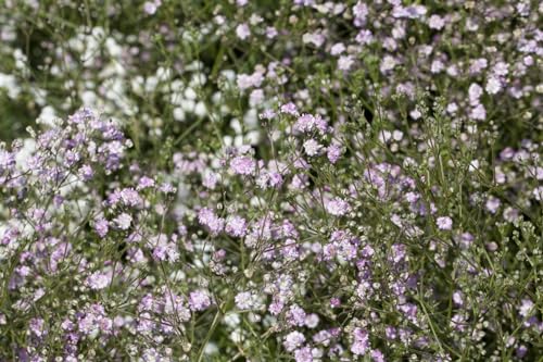 Gypsophila paniculata 'Flamingo' P1 - Schleierkraut Staude, Rosa Blüten, Vollsonnig, Trockenresistent, Garten & Beet von PlantaPro