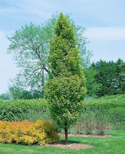 Hainbuche 'Lucas' Carpinus betulus - Winterhart, Heckenpflanze, C5 Topf, 80-100cm Wuchshöhe von PlantaPro