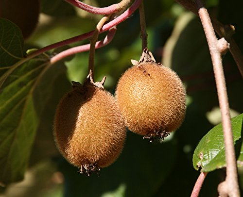 Hayward Kiwi weiblich, Kiwistrauch Busch, Actinidia arguta, Obstbaum winterhart, Kiwi braun, im Topf gewachsen, 60-100 cm von PlantaPro