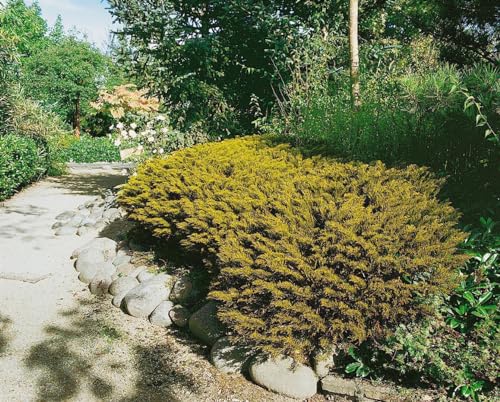 Hebe ochracea 'James Stirling' ca. 11x11 cm Topf - Strauchveronika, goldgrünes Laub, ideal für Kübel und Rabatten, winterhart, pflegeleicht von PlantaPro