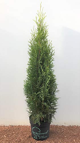 Heckenprofi Edel Thuja Smaragd immergrüner Lebensbaum Zypresse 60-80cm im Topf gewachsen (15 Stück) von PlantaPro