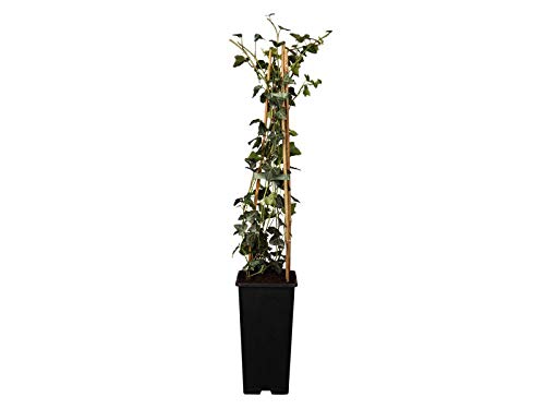 Hedera helix 40–60 cm – Immergrün Winterhart Pflegeleicht – Gemeiner Efeu – Kletterpflanze für Zaun & Sichtschutz von PlantaPro