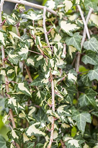 Hedera helix 'Goldheart' 3L 80-100 Gelbbunter Efeu 'Goldheart',winterhart, deutsche Baumschulqualität, im Topf für optimales anwachsen von PlantaPro